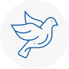Bird Prevention Tavistock