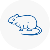 Rat Control Tavistock